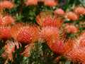 Leucospermum 4